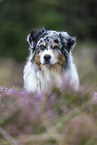 Australian Shepherd Portrait