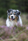 Australian Shepherd Portrait
