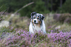 sitting Australian Shepherd