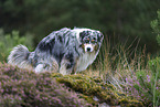 Australian Shepherd