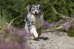 running Australian Shepherd