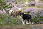 Australian Shepherds
