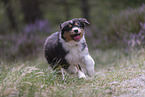 running Australian Shepherd