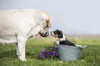 2 dogs