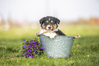 Australian Shepherd Puppy
