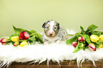 Australian Shepherd Puppy