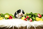 Australian Shepherd Puppy