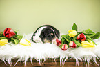 Australian Shepherd Puppy
