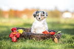 Australian Shepherd Puppy
