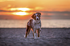 young Australian Shepherd