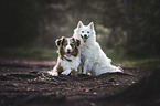2 dogs