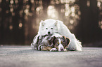 2 dogs