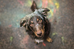 young Australian Shepherd