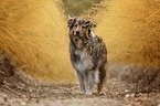 Australian Shepherd