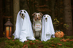 Australian Shepherd to Halloween