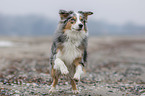 running Australian Shepherd