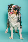 standing Australian Shepherd