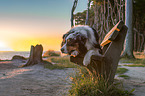 lying Australian Shepherd