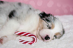lying Australian Shepherd Puppy