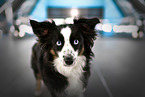 Australian Shepherd