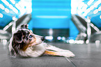 lying Australian Shepherd