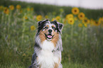 Australian Shepherd portrait