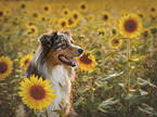Australian Shepherd portrait