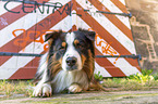 black-tri Australian Shepherd