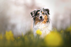 Australian Shepherd portrait
