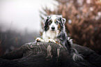 lying Australian Shepherd
