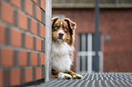 lying Australian Shepherd