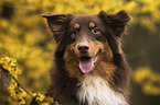 Australian Shepherd portrait