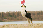 playing Australian Shepherd