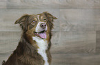 Australian Shepherd portrait