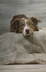 lying Australian Shepherd