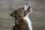 Australian Shepherd portrait