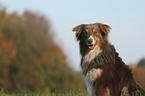 sitting Australian Shepherd