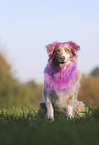 sitting Australian Shepherd
