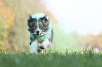 running Australian Shepherd
