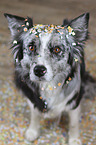 sitting Australian Shepherd