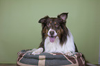 lying Australian Shepherd