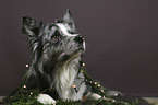 lying Australian Shepherd
