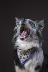Australian Shepherd portrait
