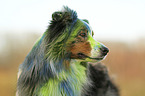 Australian Shepherd portrait