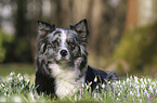 lying Australian Shepherd
