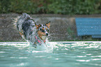 Australian Shepherd in the pool