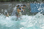 Australian Shepherd in the pool