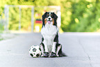 sitting Australian Shepherd