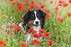 Australian Shepherd portrait