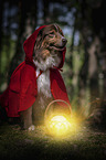 Australian Shepherd in costume